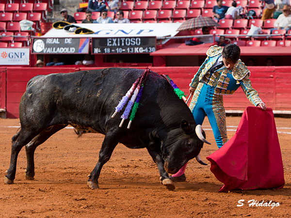Entendiendo al novillo