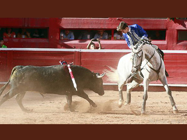 Luci sobre los lomos