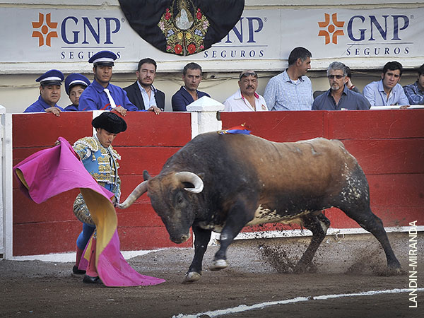 Vernica rodilla en tierra