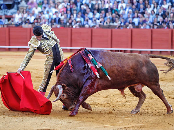 Llev�ndolo toreado