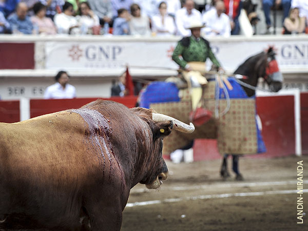Presto, a pelear al caballo