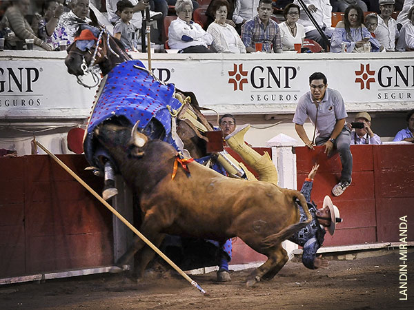 Lancero y jaca en peligro