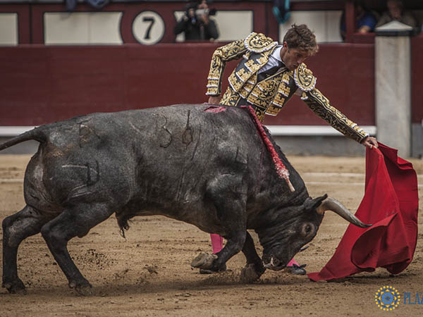 Primeros pases de la lidia