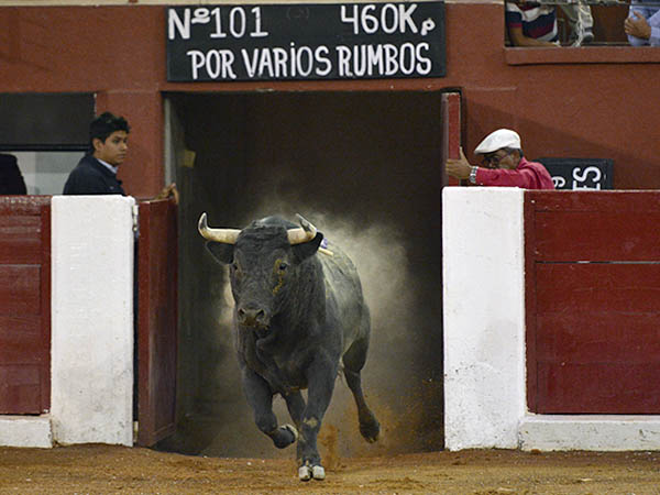 Salta a la arena el No.101