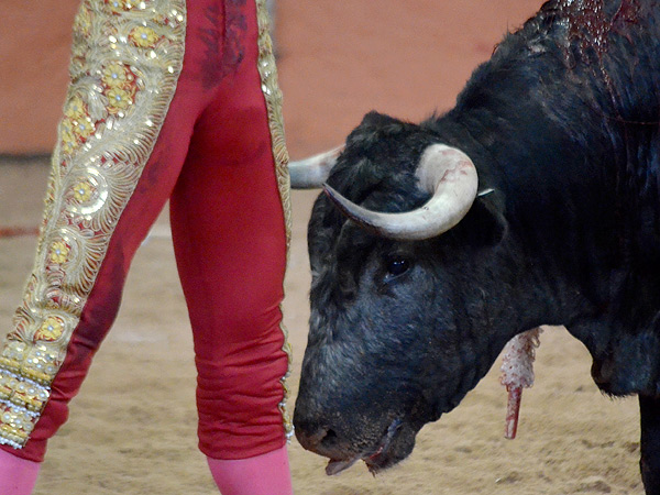 Los muslos de carnada