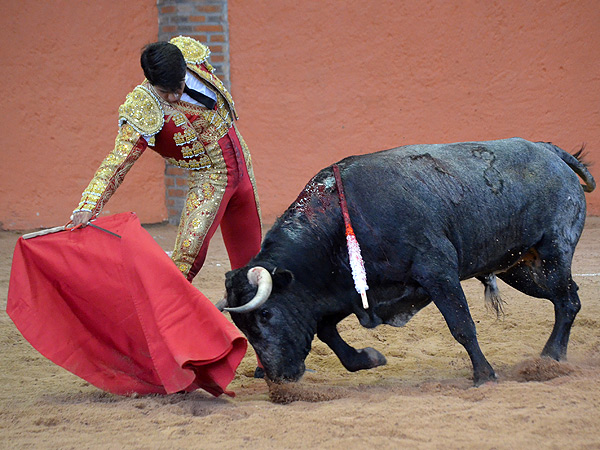Hermosillo, novillero cuajado