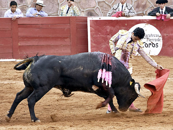 Esforzada despedida de novillero