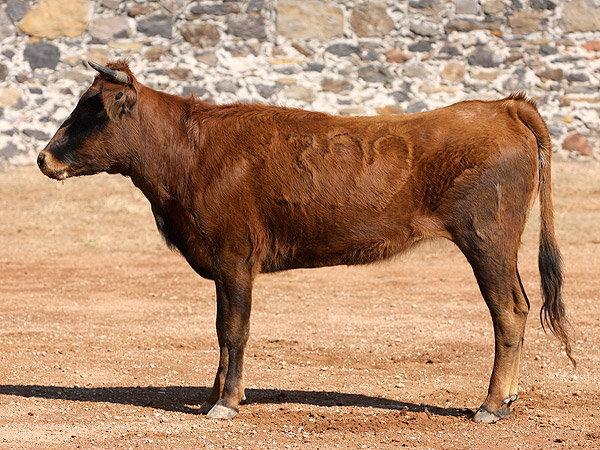 Mirando al picador con fijeza