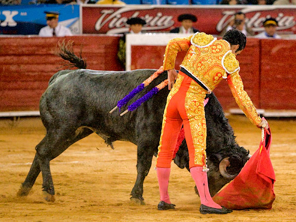 Meti�ndolo a la muleta