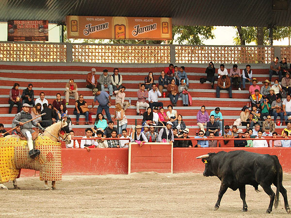 Gran novillo de Rancho Seco