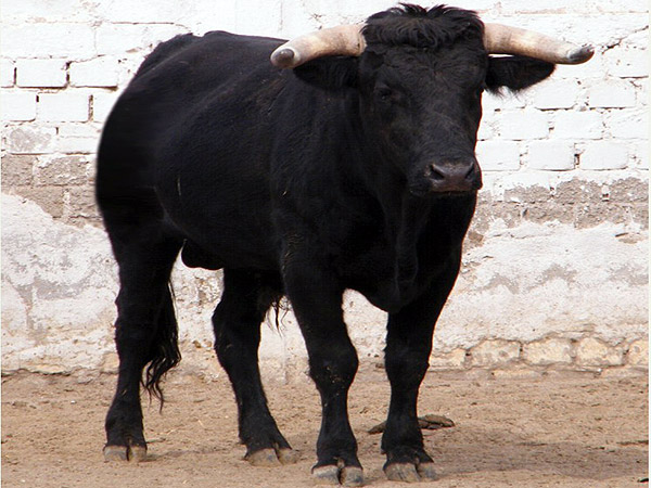 No. 641 (Para rejones)