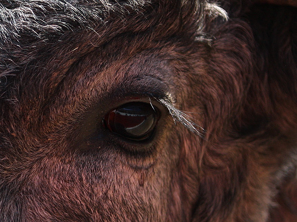 La mirada de un santacoloma