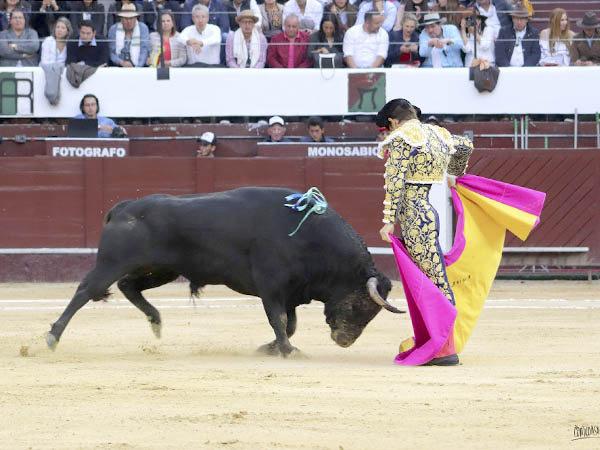Plantado en las chicuelinas