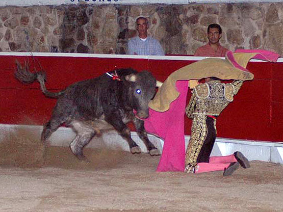 Como aut�ntico novillero