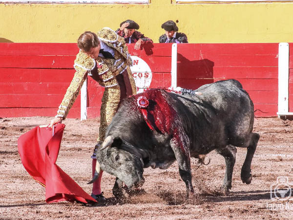 Amoldando la embestida