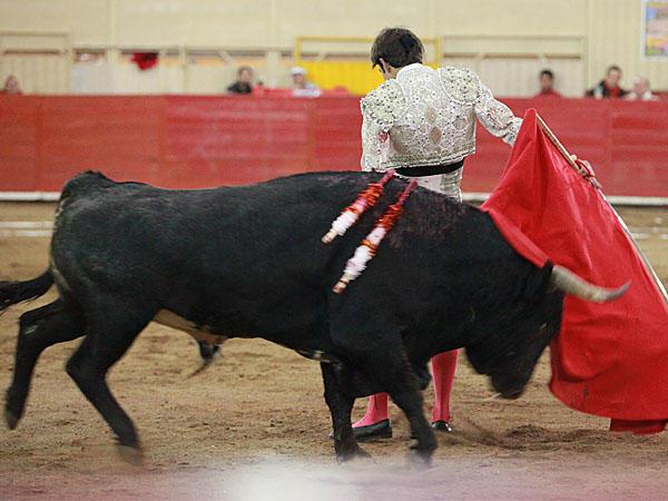 Un toro muy bravo