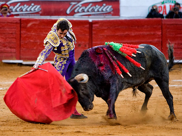 Tratando de meterlo a la muleta