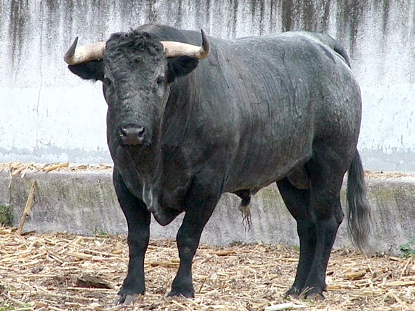 No. 446, c�rdeno bragado