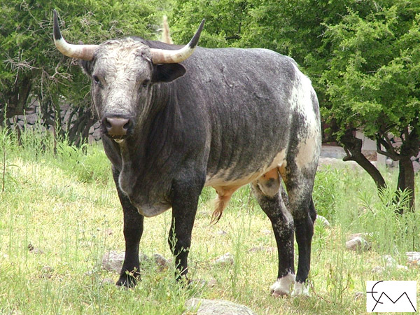 No. 62, c�rdeno bragado