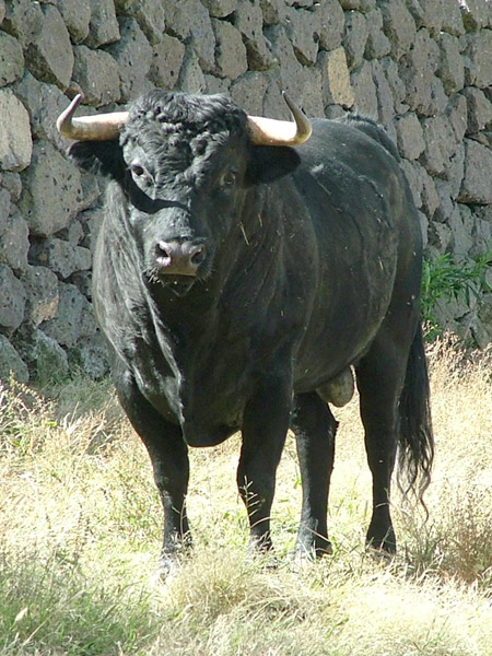 No. 58, negro bragado