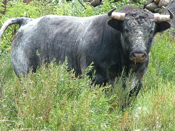 No. 56, c�rdeno bragado