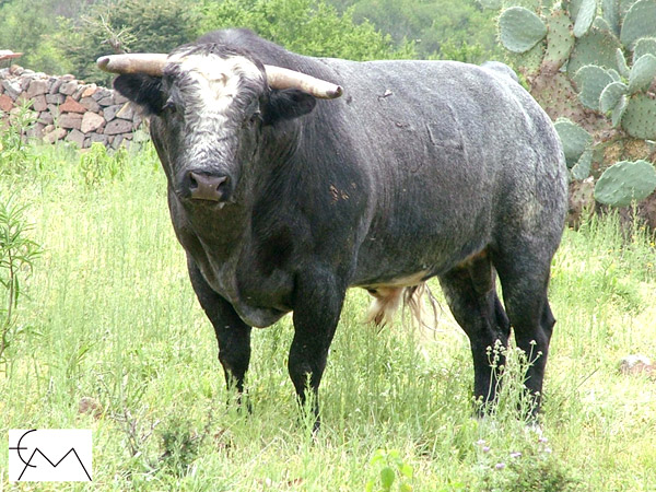 No. 54, c�rdeno bragado