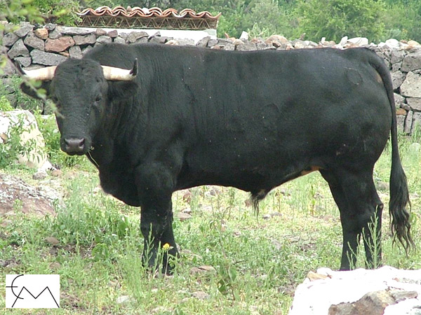 No. 48, negro bragado