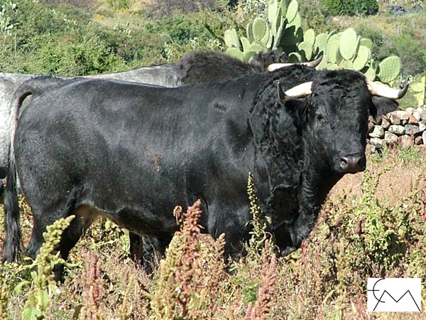 No. 42, negro bragado