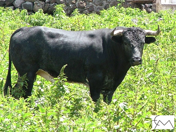 No. 32, negro bragado