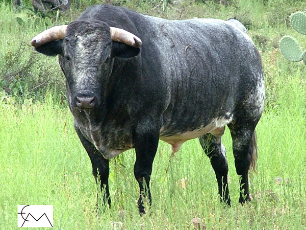 No. 20, c�rdeno bragado