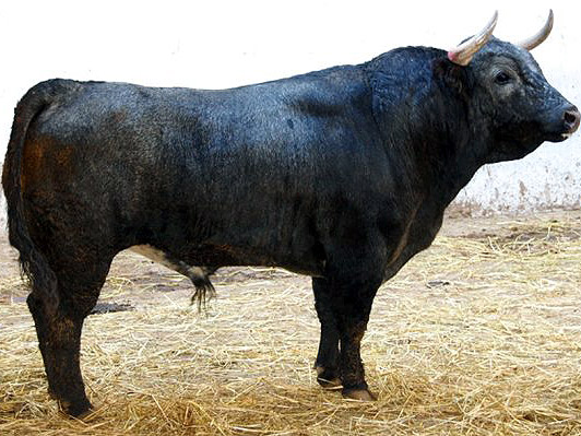 No. 242 (San Jos�)