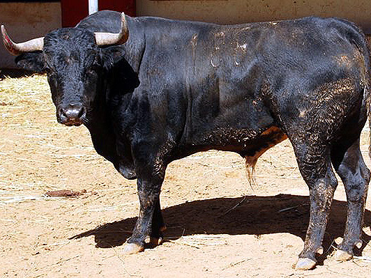 No. 186  (San Jos�)