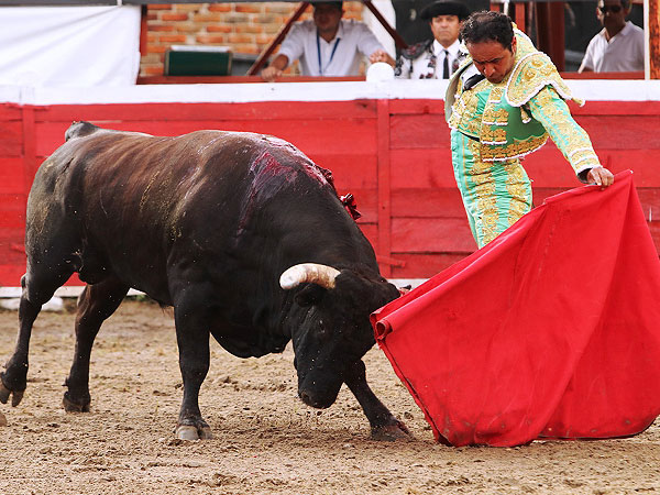 Acariciando la embestida