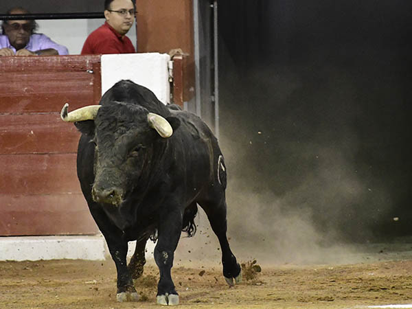 Salta a la arena el negro