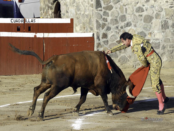Retinto partido en dos