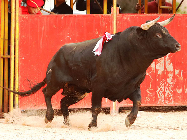 Ganader�a Santo Tom�s