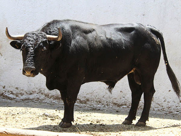 Novillo No. 247