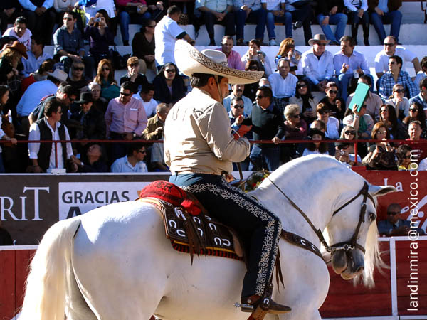 Alguacilillo leon�s