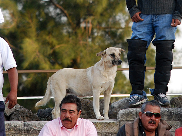 Muy atento a la corrida