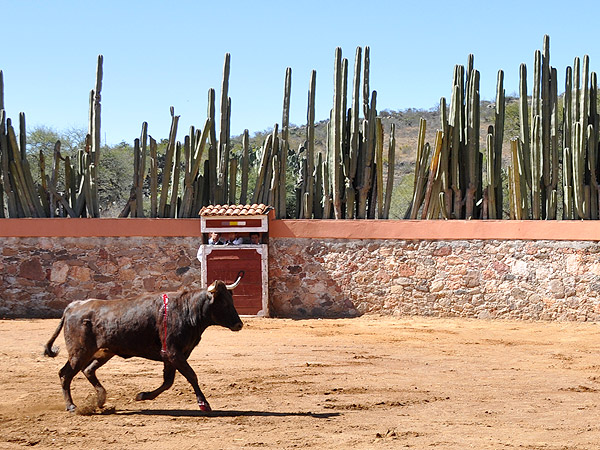 Arranc�ndose con alegr�a