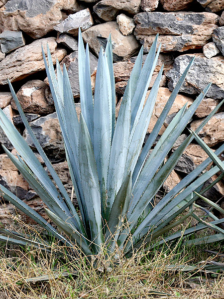 Agave azul