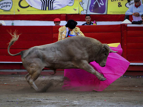 Bella lmina del ejemplar