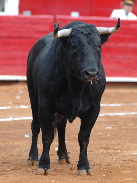 El toro del idulto (T.A)