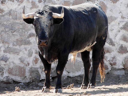 Toro No. 108