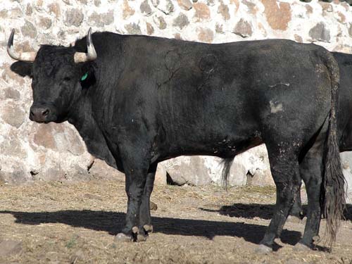 Toro No. 99