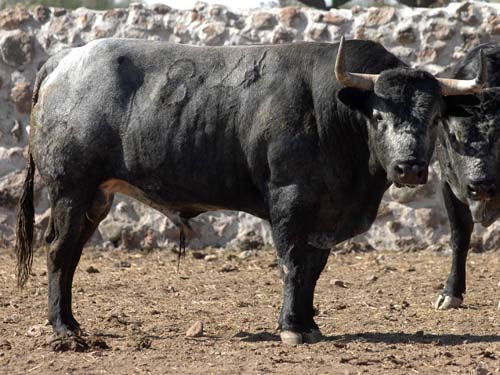 Toro No. 84