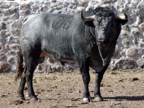 Toro No. 80 o 08