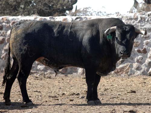 Toro No. 26