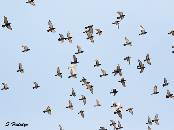 Las palomas sobre Cinco Villas
