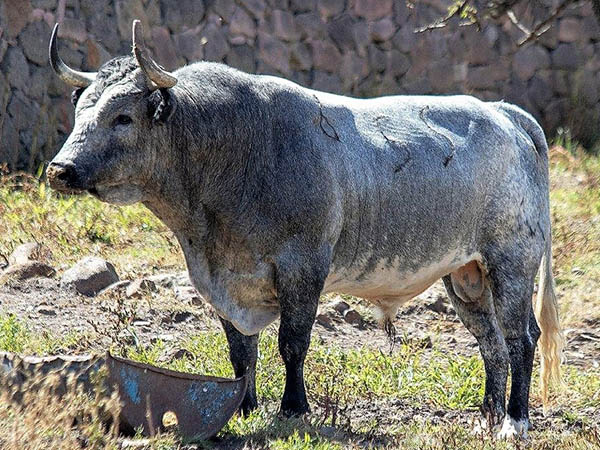 Toro No. 55 (Los Encinos)